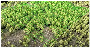 Visualisierung 3D Flugroutenplanung für die DJI Agras T10 über Waldversuchsläche